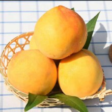 京东百亿补贴、plus会员:晟容果蔬山东蒙阴黄金蜜 精选装（个头大果）手工选 5斤装（净重4.5斤）（顺丰速运）