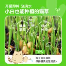 金多乐 猫草棒猫草种子种籽小麦盆栽育苗盘化毛球片冻干猫零食水培化毛膏