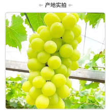 集南鲜 四川阳光玫瑰葡萄 生鲜水果礼盒 净重2斤（单果6-10g）