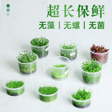 挖耳草 前景 无菌杯