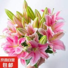 京喜鲜花  混色香水百合3~5枝 共10个花苞