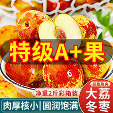 京果甜 大荔冬枣节日送礼新鲜水果净重2斤单果16g+源头直发包邮