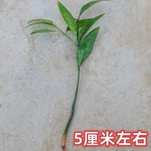 88VIP会员：卿飞凡 水培富贵竹盆栽