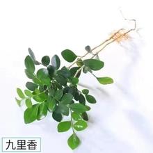 枫琪盼 九里香盆栽水培植物驱蚊竹室内茉莉花卉栀子花好养绿植鲜花办公室