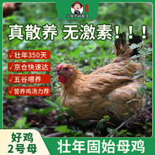 限移动端、京东百亿补贴：三德子好甄选 好鸡2号(母）壮年老母鸡高山散养350天 净重0.9-1.2kg