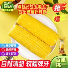 花禾恬 正宗东北甄稀黑土地黄糯玉米白糯黑糯软杂粮代餐低脂即食