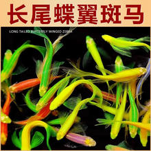 蝶翼斑马鱼 随机2条 3-5cm