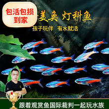美人雾 灯科鱼 红绿灯鱼 20条