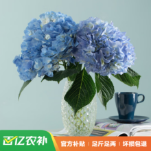 花点时间 鲜花 绣球花颜色随机 3枝