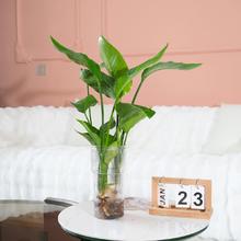 朵屿花间 天堂鸟龟背竹龙鳞春羽室内水培绿植盆栽