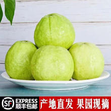 智洲 福建奶油白心芭乐 精品果5斤装
