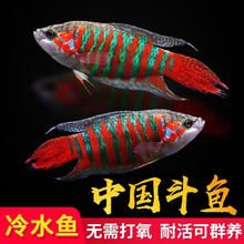 涟木 中国斗鱼 2-3cm 4条+2条备损