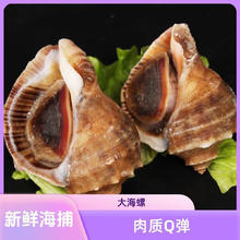 特大海螺 鲜活 顺丰冷链 需3斤起拍 （一斤4-5个）