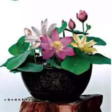 栽荷花碗莲种籽子开口睡莲水培植物水养