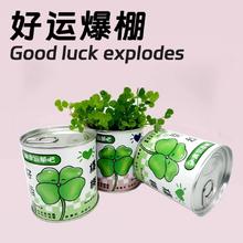 爆款返场 任选3件办公室绿植小盆栽