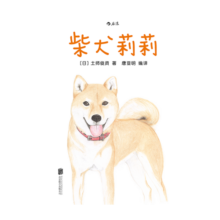 柴犬莉莉