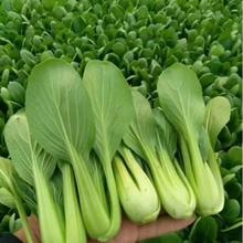 上海青鸡毛菜菜籽种子