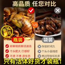 鲜驰 金蝉知了猴当季新货活爬蚱50只/瓶爬叉猴蝉蛹速冻结了龟烧烤