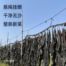 兮舒汝 霞浦海带头干新货 海带头250克
