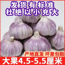 每购 首单直降大蒜头批发干蒜紫皮特大新鲜大蒜包邮糖醋饱满优质种蒜