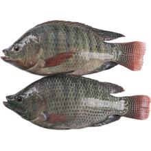 XIANGTAI 翔泰 三去罗非鱼 两条 700g