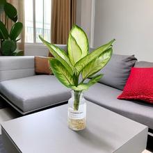 88VIP会员：朵屿花间 水培植物+玻璃瓶 玛丽安天堂鸟龙鳞春羽等