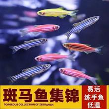 观赏鱼 糖果斑马鱼 10条 1.5-2.5cm