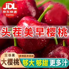 妮娜之恋 美早大樱桃脆甜2JJ精选1斤装当季新鲜水果礼盒源头直发包邮
