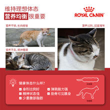 ROYAL CANIN 皇家 猫粮F32营养成猫全价粮6.5kg中包装尝鲜英短美短布偶通用猫粮