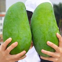 精选金煌芒果 9.5斤装 特大果 （单果500g+）
