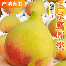 龙觇 正宗鹰嘴桃 5斤净重 一斤5-6个