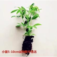 梵花壹木 八方来财 水培小苗1颗