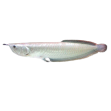 银龙鱼 观赏鱼 14-16cm 1条装