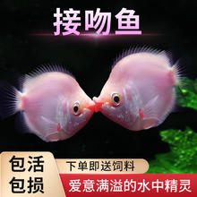 FKSC 接吻鱼 亲嘴儿鱼 2条
