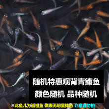AIPHAROW 观背青鳉鱼 除油膜 灰色 2cm左右 4送1