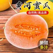 特大果 黄河蜜瓜 10斤装 2-4个