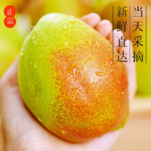 陕西红香酥梨 带箱9-10斤装单果60mm