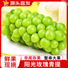 共雅 新鲜 阳光玫瑰 葡萄 净重2.5斤（单果6-12g）