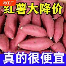 沙地红薯10斤蜜薯新鲜板栗薯黄心山芋现挖地瓜1斤软糯糖心当季