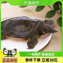 88VIP会员：渔传播 鲜活甲鱼2只装（450g-500g/只）温室团鱼顺丰包邮