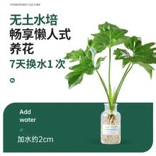 晒物 春雨绿植