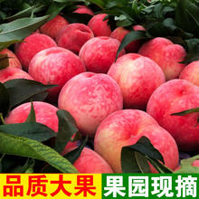 万荣苹果 水蜜桃9斤桃子新鲜现摘毛桃5/3斤当季应季水果脆甜桃水蜜桃整箱批