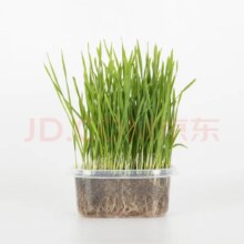 概率券： 3包猫草种子