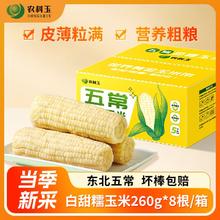 农科玉 农科院五常甜糯玉米 260g*8根