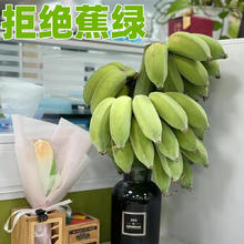 水果蔬菜 拒绝蕉绿水培绿植 整株带杆7-9斤装（3~4把）