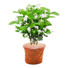 爱你一万年【原土带叶】茉莉花6年苗6棵