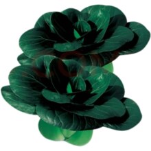 概率券:蔬菜种子菜籽菜种子阳台菜园播种 四季黑叶苏州青种子800粒 1包+肥