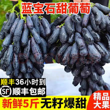 芬岚蓝宝石美人无籽黑葡萄整箱 5斤 +防震葡萄袋 净重4斤 老农精选-顺丰配送上门