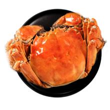 喵满分 六月黄鲜活特大大闸蟹8只装2.7-3两/只