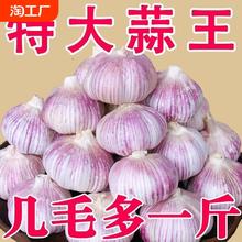 特价山东金乡紫皮大蒜头干蒜批发2024新鲜祘农家蒜子y大蒜瓣自提